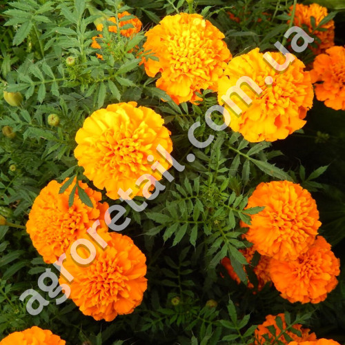 Чорнобривці Цукор і спеції 0.25 г Gl Seeds