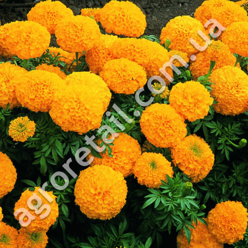 Чорнобривці Чемпіон 0.5 г Gl Seeds