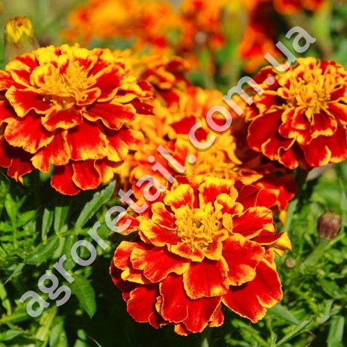 Чорнобривці Чері леді 0.5 г Gl Seeds