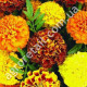Бархатцы Эльдорадо 0.5 г Gl Seeds