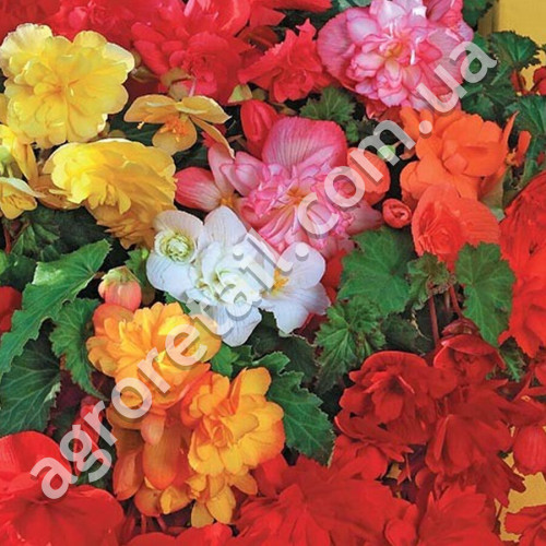 Бегония ампельная Шансон F1 10 шт Gl Seeds