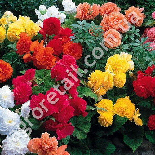 Бегония Рояль смесь F1 10 шт Gl Seeds