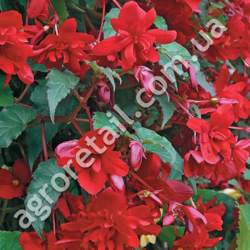Бегония Шансон красная F1 10 шт Gl Seeds