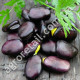 Бобы Черные 5 шт Gl Seeds