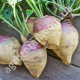 Брюква Шведская 10 г Gl Seeds