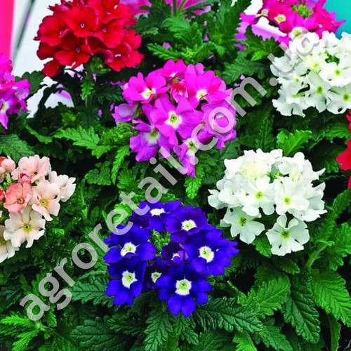 Вербена Королівський букет 0.2 г Gl Seeds