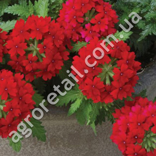 Вербена Люцифер Ред F1 0.1 г Gl Seeds