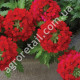 Вербена Люцифер Ред F1 0.1 г Gl Seeds