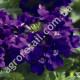 Вербена Мадам F1 0.1 г Gl Seeds