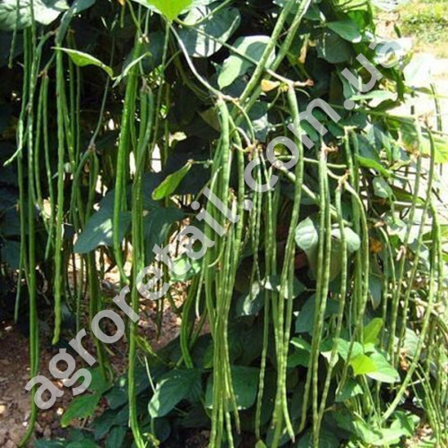 Вігна Шарлотта 10 шт Gl Seeds