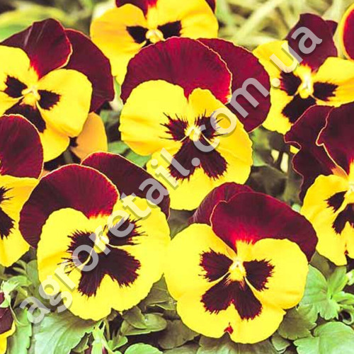 Віола Червоні Крила F1 0.1 г Gl Seeds