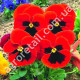 Віола Червоний Кардинал F1 0.1 г Gl Seeds