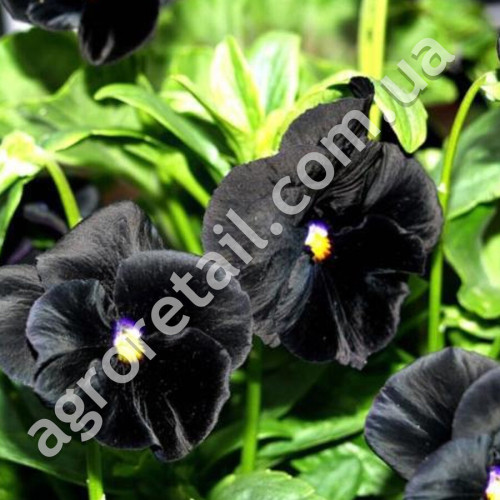 Віола Чорний король F1 0.1 г Gl Seeds