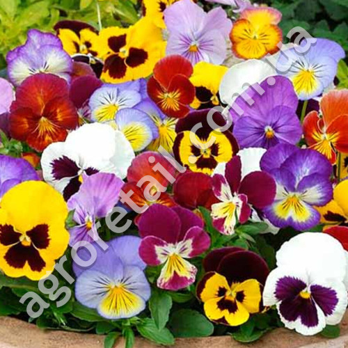 Віола Швейцарські гіганти F1 0.15 г Gl Seeds