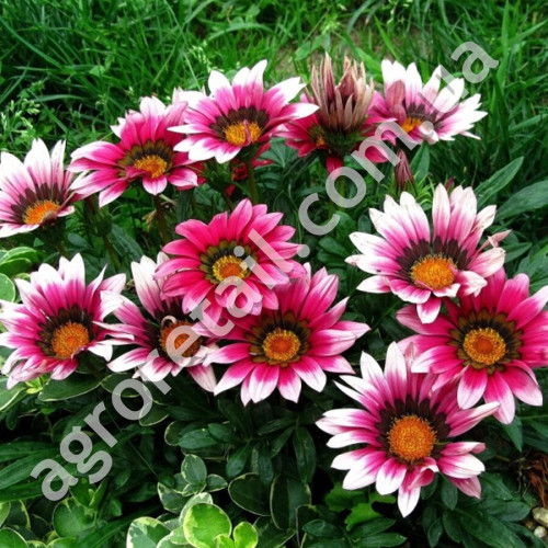 Газанія Амарето F1 0.1 г Gl Seeds