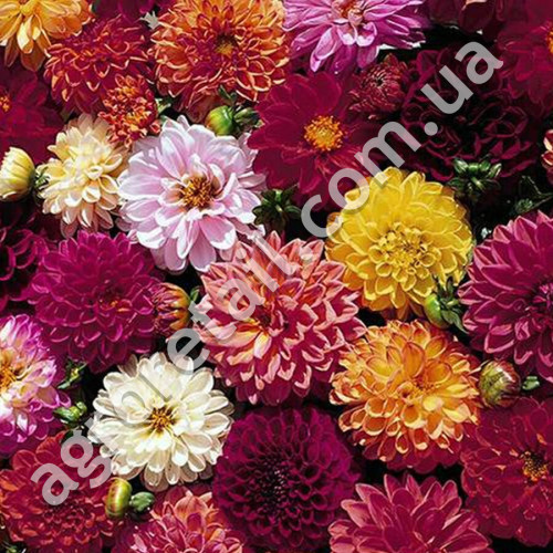 Жоржина Дабл Екстрім 0.25 г Gl Seeds
