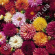 Жоржина Дабл Екстрім 0.25 г Gl Seeds