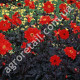 Жоржина Жозефіна 0.25 г Gl Seeds