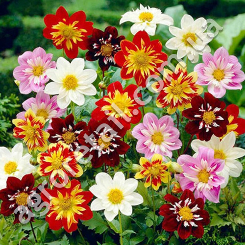 Жоржина Коларета денді 0.25 г Gl Seeds