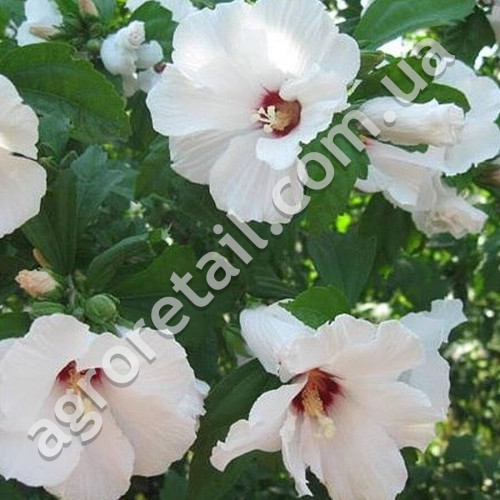 Гібіскус Скарб корони 5 шт Gl Seeds