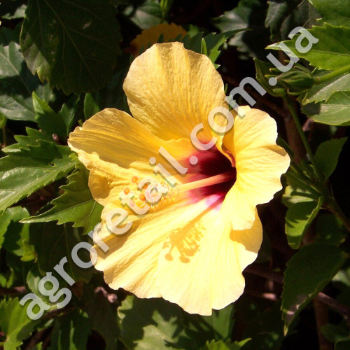Гібіскус Самотнє кохання 0.2 г Gl Seeds