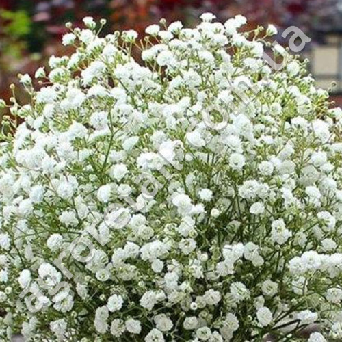 Гіпсофіла Сніжинка 0.1 г Gl Seeds
