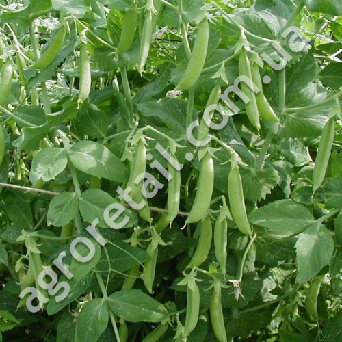 Горох Альфа 50 г Gl Seeds