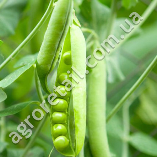 Горох Бінго F1 50 г Gl Seeds