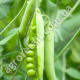 Горох Бінго F1 50 г Gl Seeds