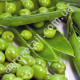 Горох Джокер 50 г Gl Seeds