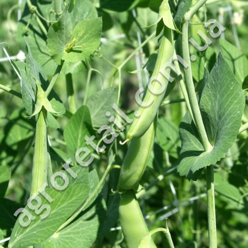 Горох Царевич 50 г Gl Seeds