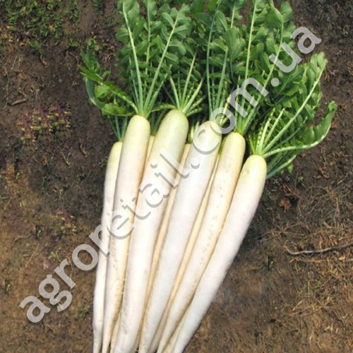 Дайкон Ікло слона 3 г Gl Seeds