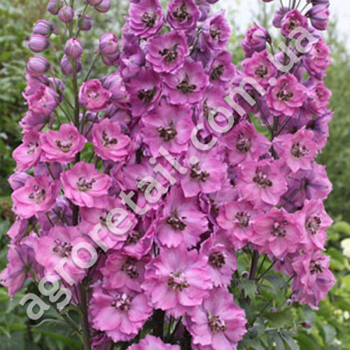 Дельфиниум Мадам Баттерфляй F1 0.1 г Gl Seeds