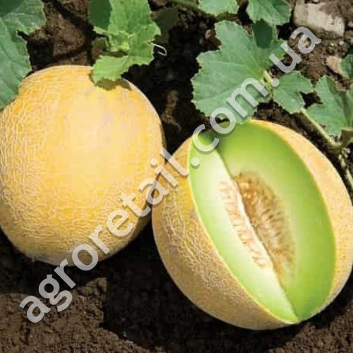 Диня Алушта 3 г Gl Seeds