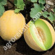 Диня Алушта 3 г Gl Seeds
