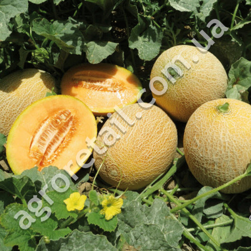 Диня Берегиня 2 г Gl Seeds
