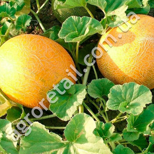 Диня Дана 2 г Gl Seeds