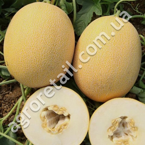 Диня Дідона 2 г Gl Seeds
