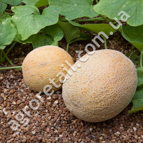 Диня Злата 2 г Gl Seeds