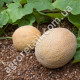 Диня Злата 2 г Gl Seeds