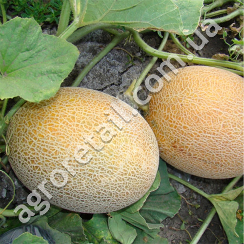 Диня Карамель 1 г Gl Seeds