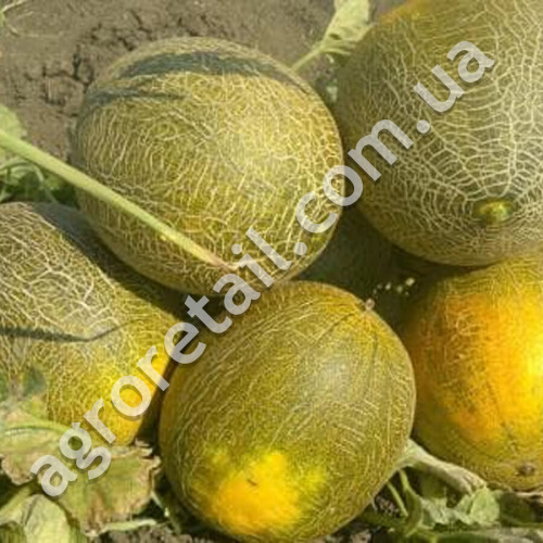 Диня Колгоспниця 749/753 2 г Gl Seeds