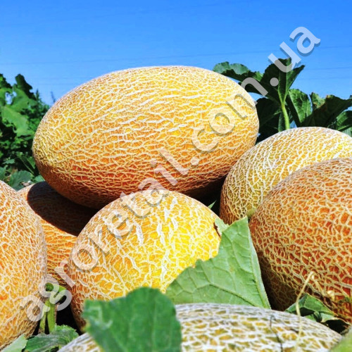 Диня Кредо 2 г Gl Seeds