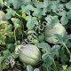 Диня Ефіопка 1 г Gl Seeds