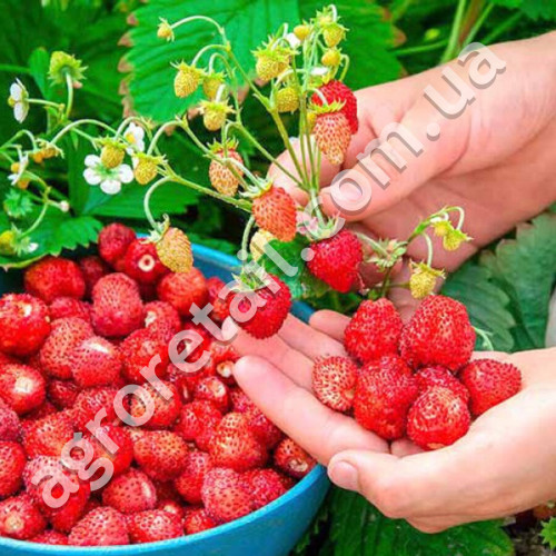 Суниця Барон Солемахер 0.1 г Gl Seeds