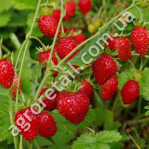Суниця Регіна 0.1 г Gl Seeds