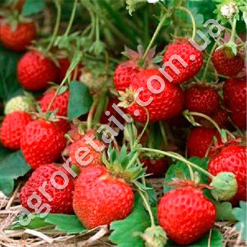 Суниця Ренесанс 0.1 г Gl Seeds