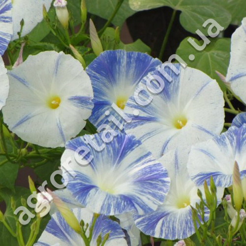 Іпомея Блюдце 1 г Gl Seeds