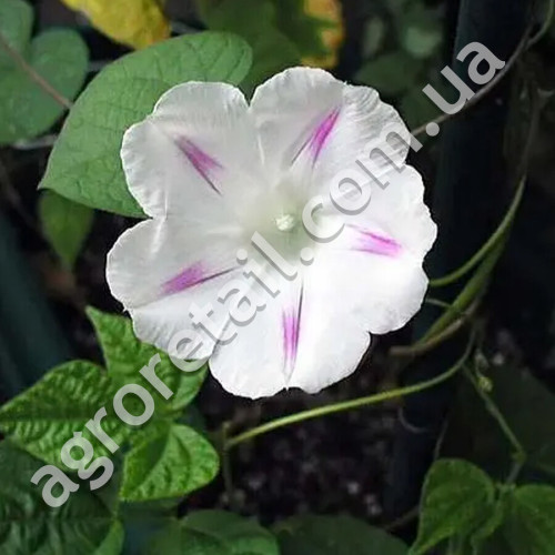 Іпомея Мілки Вей 1 г Gl Seeds