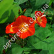 Іпомея Оранж глорі 0.25 г Gl Seeds